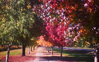 Falling leaves, your immune system, and chicken soup